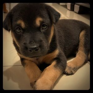 Meet your Posher, Nhung